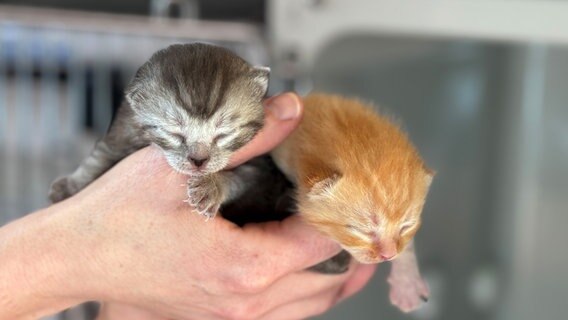 Katzen vermehren sich sehr schnell. Vor allem im Frühjahr und Herbst landen auch viele Babykatzen im Tierheim © NDR/Jennifer Gunia 
